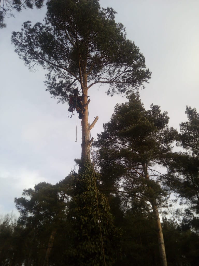 rizikové kácení stromů Domažlice, Plzeňsko